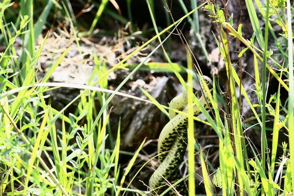 Lotta tra Coluber viridiflavus - Hierophis viridiflavus